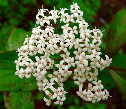 {Cornus drummondii}
